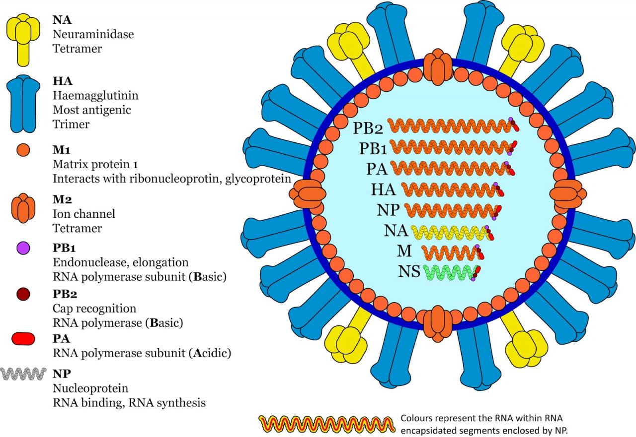 Influenza blutzellen avian cells doccheck