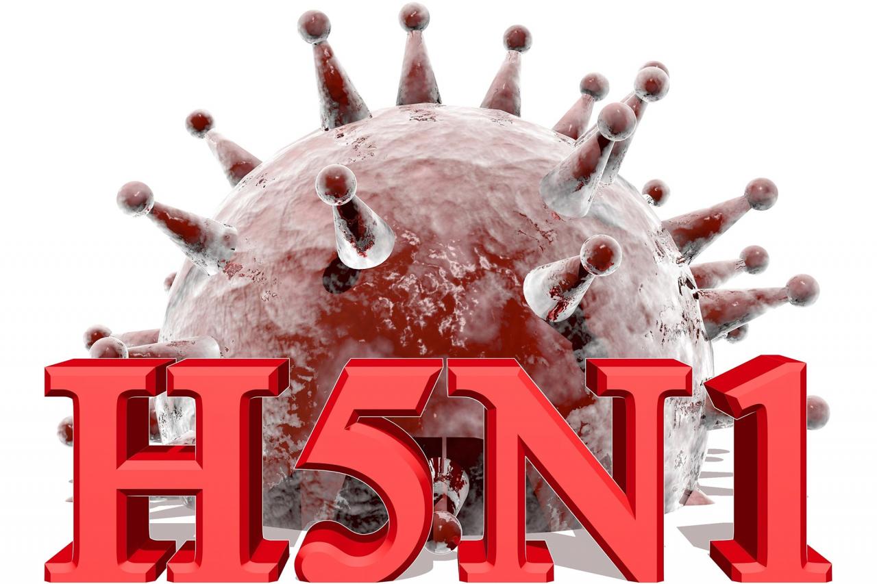 H5n1 who