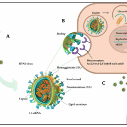 Viruses innate influenza virus immunity ns1 immune response iav host pb1 f2 mdpi