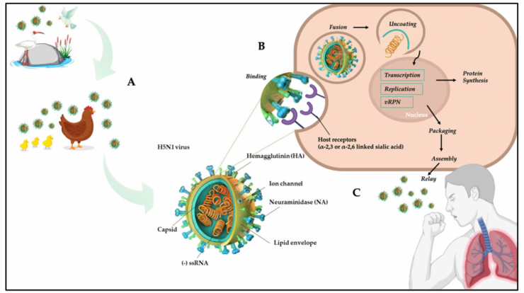 Viruses innate influenza virus immunity ns1 immune response iav host pb1 f2 mdpi