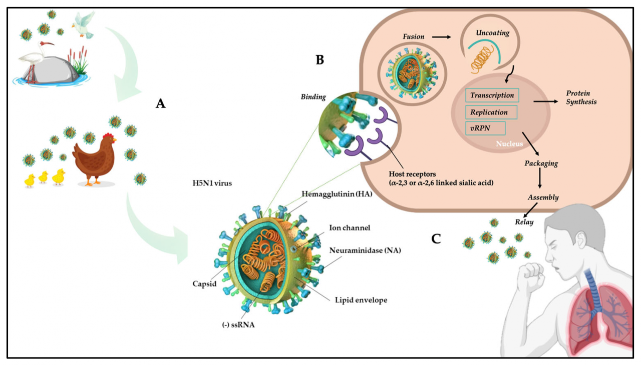 Viruses innate influenza virus immunity ns1 immune response iav host pb1 f2 mdpi